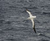 wandering albatross flying over open water diomedea exulans is a large seabird from the family diomedeidae which has a circumpolar range in the southern ocean the wandering albatross has the largest wingspan of any living bird with the average wi 73c13644283c4ef1bb2b4fd8664e16b6.jpg from 15 old kannada school sex videos first time video