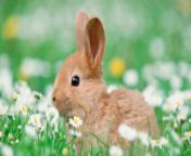 cute bunny in a field of grass and white flowers jpgw953 from boonny