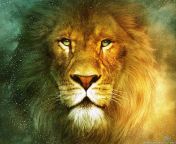 16 169889 beautiful lion wallpapers lion hd wallpaper download.jpg from lion serani xis download xxx ceax video à¦¬à¦¾à¦‚à¦²