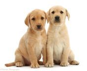 47572 two cute yellow labrador puppies sitting together white background.jpg from 2 2 dogs