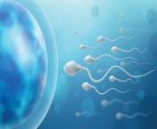 can you get pregnant from dead sperm after vasectomy 300x169.jpg from pregnantsperm