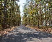 the road in front of the zoo bordered by sal trees on both sides scaled.jpg from jhargram local pronn des
