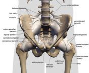 hip ligaments 900x600 1.jpg from hip