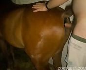 11.jpg from man having sex with mare