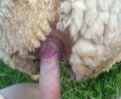 preview mp4.jpg from man fucking sheeps pussy