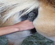 preview mp4.jpg from squirting mare
