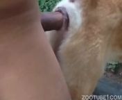 7.jpg from dogs and man sex videos