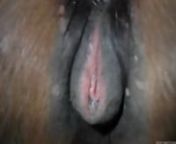 928.jpg from cock in mare pussy