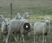 جفت گیری گوسفند.jpg from سکس مرد با گوسفند