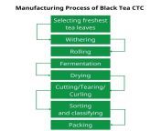 manufacturing process of black tea ctc.jpg from amazing manufacturing process of tez raftar loader rickshaw