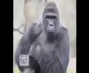 2a8cddfda3433d6c44a0d2c00b0e8638 9.jpg from gorila and sex video free download charbi aunty lungi sexी की चुदाई की विडियो हिन