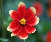 blossom plant photography flower petal bloom red botany flora close up dahlia late summer dahlia garden fiery autumn flower macro photography flowering plant daisy family plant stem land plant garden cosmos 206439.jpg from picjpg