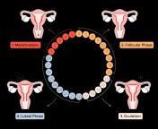 stages of the menstrual cycle illustrations 02 1536x1224.png from menstruation