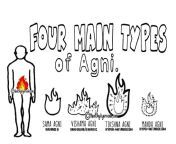 4 main types of agni without doshas final.png from adult agni