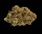 i 10.jpg from indica flowers
