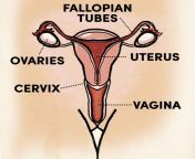 vagina diagram 1506547728 jpgcrop1xw1xhcentertopresize980 from first sex vagina partals sex
