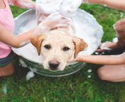 labrador retriever puppy in bucket looking up royalty free image 521981915 1546464428 jpgcrop0 66537xw1xhcentertopresize1200 from dogs and gril xxx