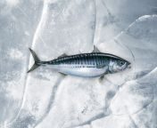 mackerel.jpg from mackerel