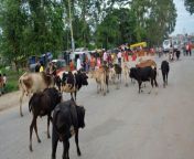  108563780 kailali stray cattle rss.jpg from नेपाली छाडा