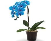 08a89b71cb43b6b19c964a6a781b0451.jpg from kdv blue orchid