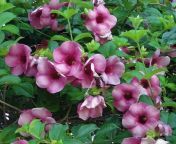 cdac75e3afd7184f09df326b668a6284 tropical flowers garden arbor.jpg from rosa carac