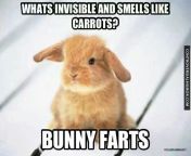 7ef3caf3b4bc0d4ba5f478cd287a7960 fun recipes bun bun.jpg from bunny fart