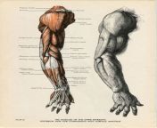 a79ff9d0ff79456bbf2839eddc9ee277 arm anatomy anatomy illustration.jpg from 277 the arm jpg