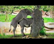 sddefault.jpg from zebra sex video