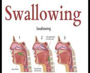 maxresdefault.jpg from swallowing image