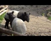 hqdefault.jpg from tapirs mating 2021