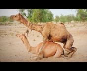 hqdefault.jpg from nude bhabhi ki camel