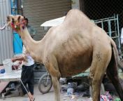 maxresdefault.jpg from camel qurbani dangerous