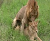 maxresdefault.jpg from lion sex with