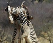 maxresdefault.jpg from zebra sex and and cat big xxx ww panjabi chudaian desi village bhosda