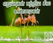 maxresdefault.jpg from tamil ant big