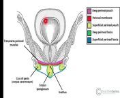 maxresdefault.jpg from disección perineal femenina