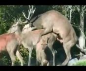 sddefault.jpg from sex video for deer