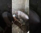 hqdefault.jpg from women boar sex video