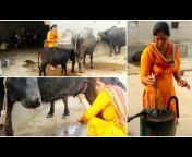 sddefault.jpg from bbuffalo milking vlog village life of punjabi indian rural of punjabi
