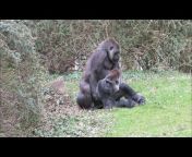 hqdefault.jpg from mypornwap gorilla mating with an african