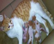 maxresdefault.jpg from breast feeding her kittens petsex