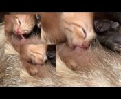 hqdefault.jpg from breastfeeding cat petsex com siterip