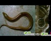 hqdefault.jpg from porn snake eel fish sex