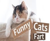 maxresdefault.jpg from farts on cat