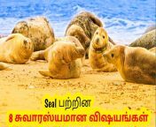 maxresdefault.jpg from tamil first time seal open bath sex village video