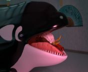 maxresdefault.jpg from orca vore