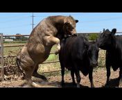 hqdefault.jpg from bull mating xxx video