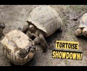maxresdefault.jpg from mom vs son tortoise fight challenge