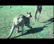 hqdefault.jpg from kangaroo mating sexxxww aaa video xxx shoe sex