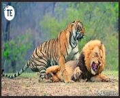 maxresdefault.jpg from tiger vs lion tiger mates with lion while male lion watches